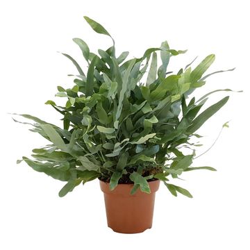 Phlebodium aureum 'Blue Star'