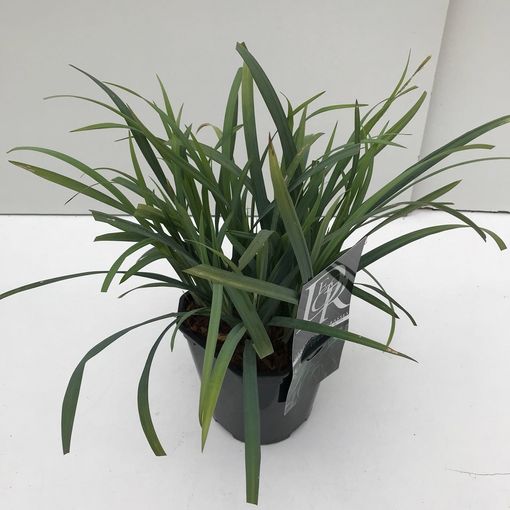 Carex Laxiculmis Bunny Blue — Hurtownia Roślin Floraccess