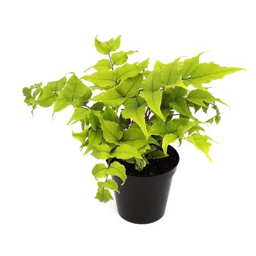 Cyrtomium fortunei clivicolum