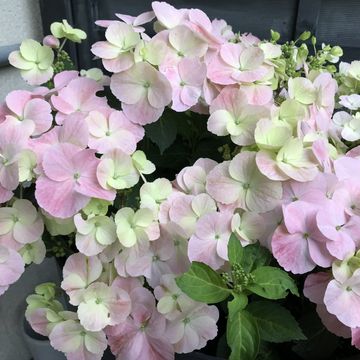 Hydrangea FRENCH BOLERO PINK