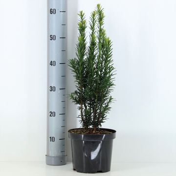 Taxus baccata 'Black Tower'