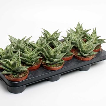 Aloe 'Tribal Variegata'