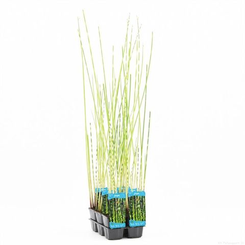 Schoenoplectus tabernaemontani 'Zebrinus'