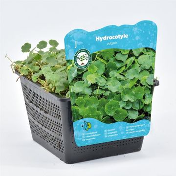 Hydrocotyle vulgaris