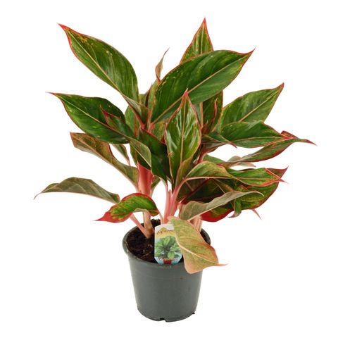 Aglaonema CRETE