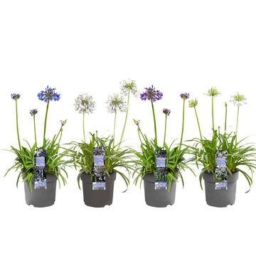 Agapanthus MIX