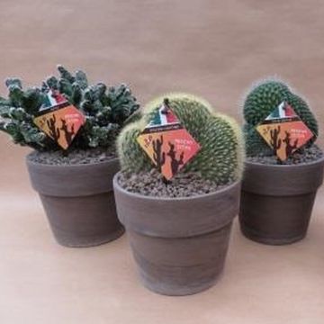 Kaktukset MIX