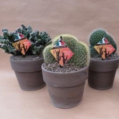 Cactus MIX (John De Wilde bvba)