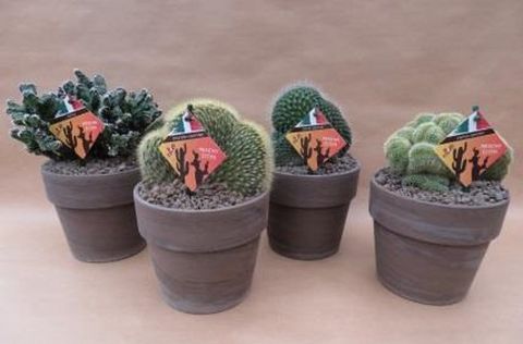 Kaktukset MIX
