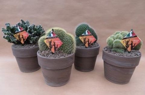 Cactos MIX