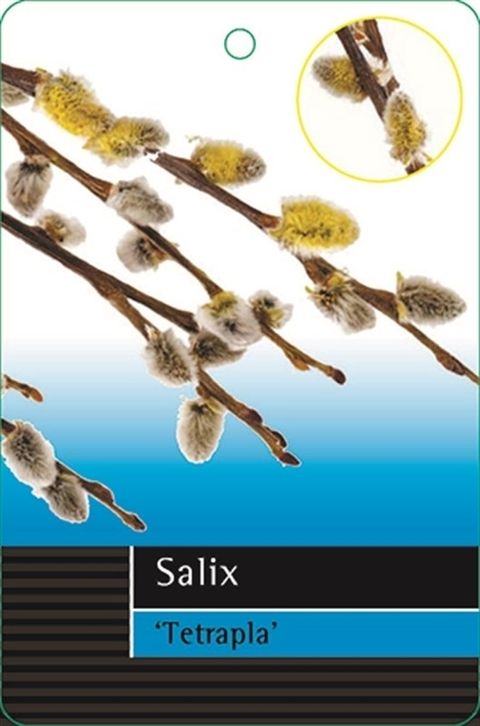 Salix arbuscula