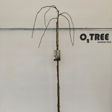 Laburnum alpinum 'Pendulum'