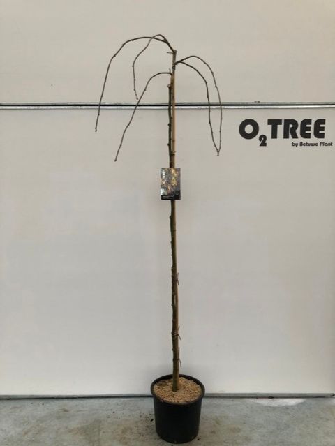 Laburnum alpinum 'Pendulum'