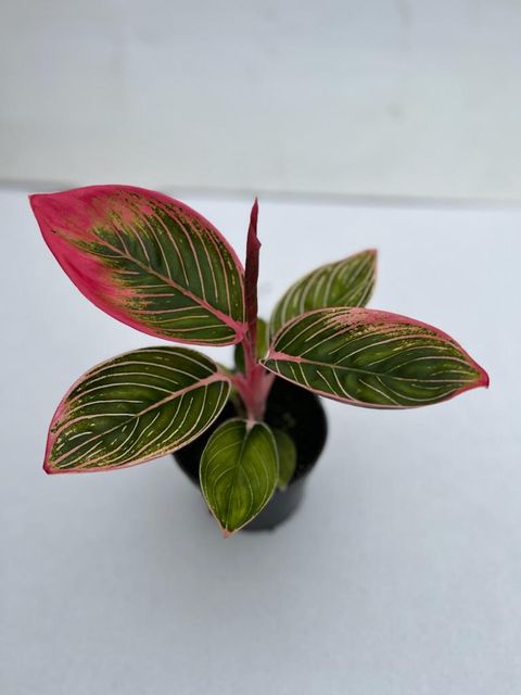 Aglaonema 'Lipstick'