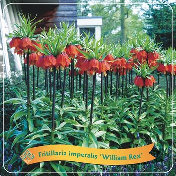 Fritillaria imperialis 'William Rex'
