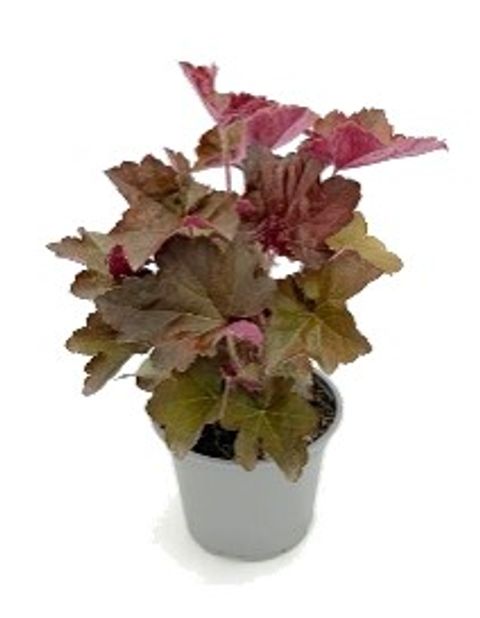 Heuchera micrantha 'Palace Purple'