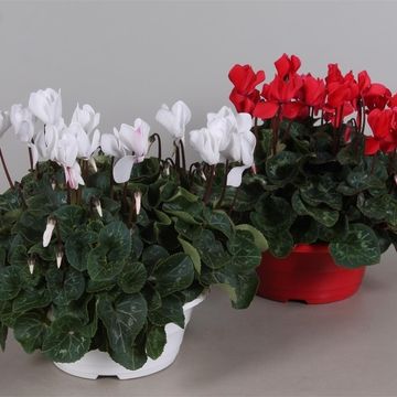 Cyclamen persicum SUPER SERIE S ALLURE MIX