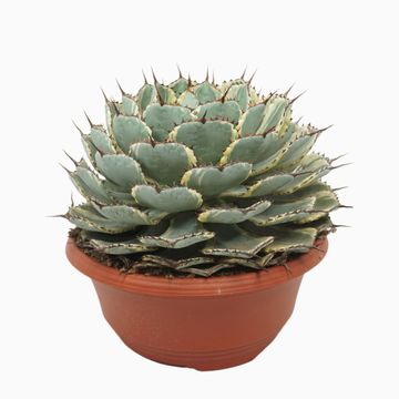 Agave potatorum 'Variegata'