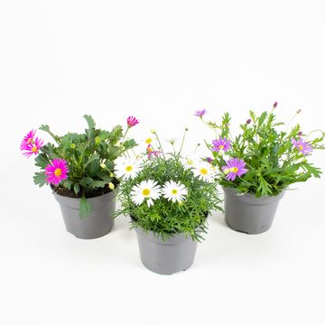 Brachyscome iberidifolia MIX