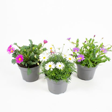 Brachyscome iberidifolia MIX