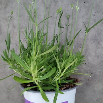 Lavandula angustifolia 'Essence Purple'