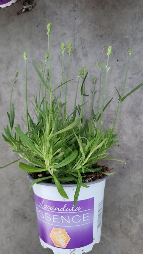 Lavandula angustifolia 'Essence Purple'