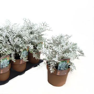 Senecio cineraria 'Silverdust'