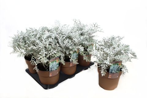 Senecio cineraria 'Silverdust'