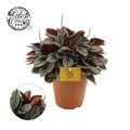 Peperomia 'Sunrise'