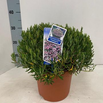 Andromeda polifolia 'Компакта'