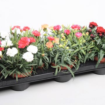 Dianthus chinensis MIX