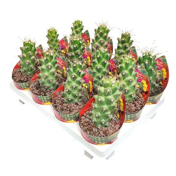 Mammillaria poselgeri