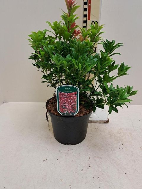 Pieris japonica 'Mountain Fire'