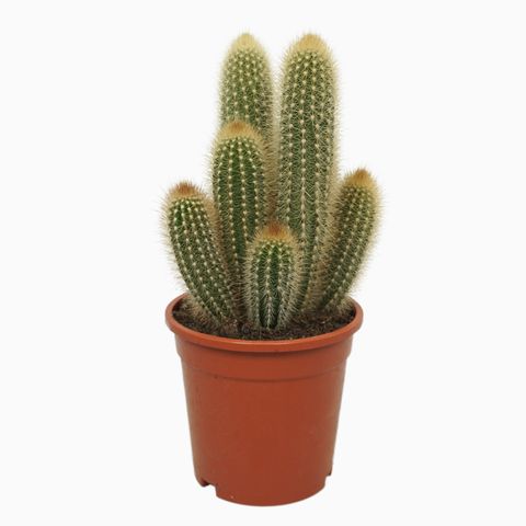 Pilosocereus chrysostele