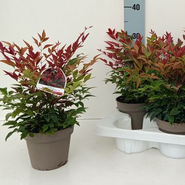 Nandina domestica OBSESSED