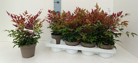 Nandina domestica OBSESSED