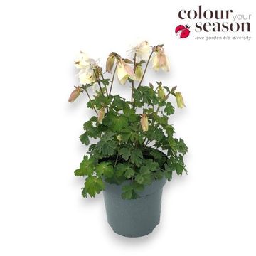 Aquilegia 'Spring Magic White'