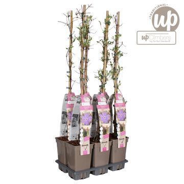 Clematis 'Baltyk' (EL)