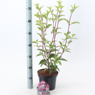 Hydrangea paniculata VANILLE FRAISE