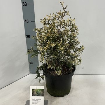 Thuja occidentalis 'Heartland Snow'