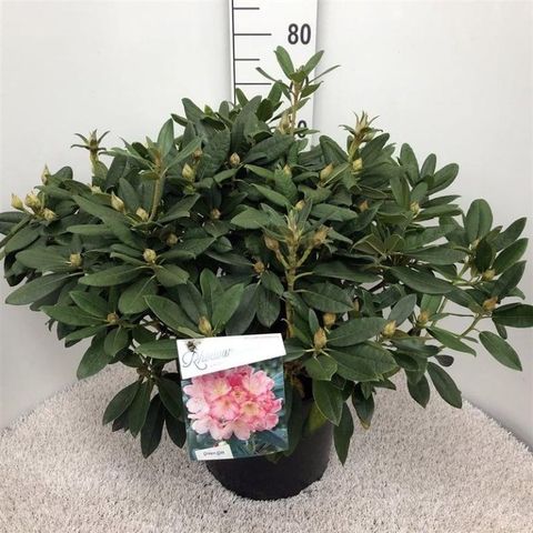 Rhododendron 'Percy Wiseman' (Y)