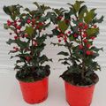 Ilex aquifolium