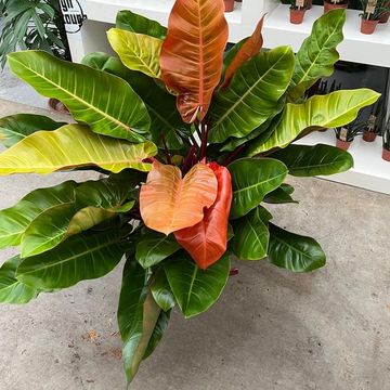 Philodendron 'Prince of Orange'