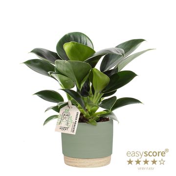 Philodendron erubescens 'Green Princess'