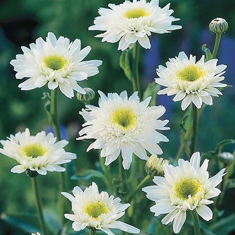 Leucanthemum 'Wirral Supreme' — Plant Wholesale FlorAccess