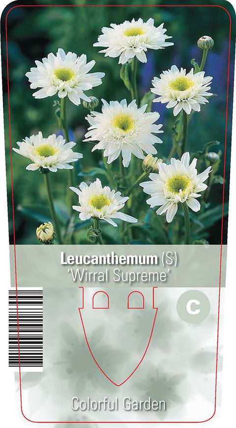 Leucanthemum 'Wirral Supreme'