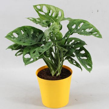 Монстера obliqua 'Monkey Leaf'