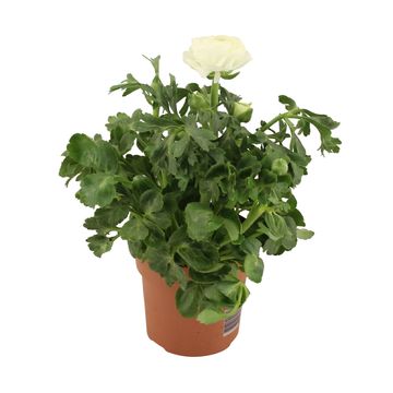 Ranunculus asiaticus 'Sprinkles White'