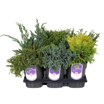 Conifers MIX