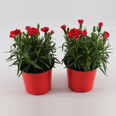 Dianthus OSCAR RED